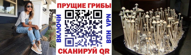 Галлюциногенные грибы Psilocybine cubensis  Купить  Жигулёвск 